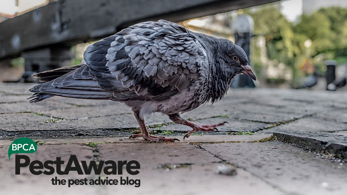 All UK bird species are protected by law All UK bird species are protected by law